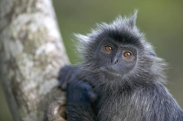 Wall Art - Photograph - Silvered Leaf Monkey Trachypithecus #2 by Cyril Ruoso
