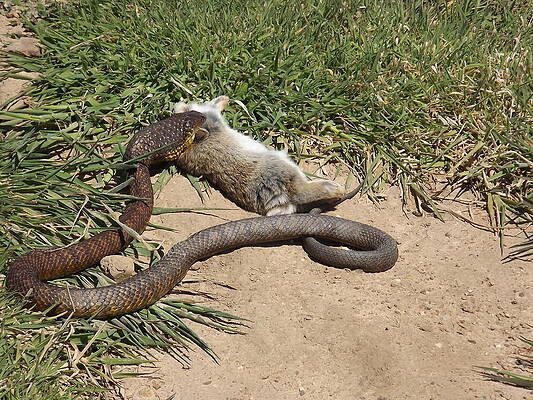 TIGER SNAKE EATS RABBIT by ALEX MORTENSEN TIGER SNAKE EATS RABBIT by ALEX MORTENSEN