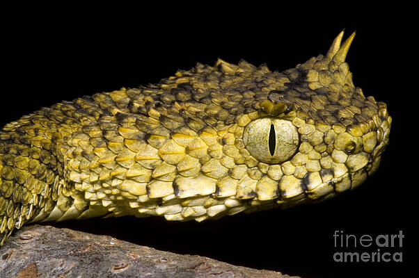 Spiny Bush Viper Poster for Sale by Influnecedby