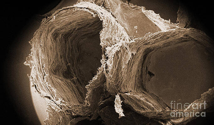 Wall Art - Photograph - Wasp Nest Cells, Sem #2 by Science Source