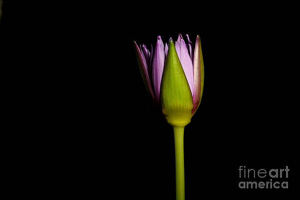 Wall Art - Photograph - Waterlily Opening Part Of A Series #2 by Ted Kinsman
