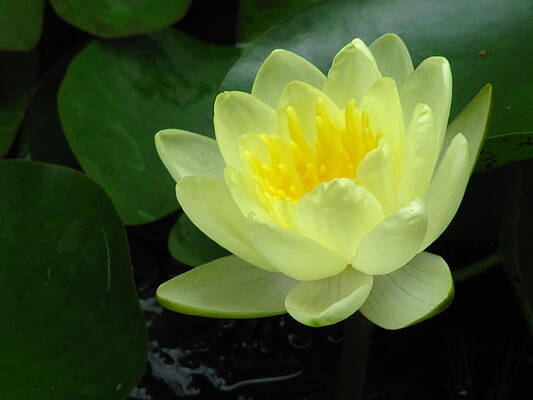 Waterlily by Sondra Sheren