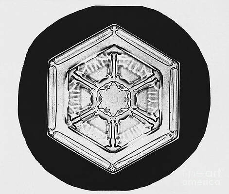 Wall Art - Photograph - Snowflake #22 by Science Source