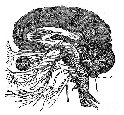Wall Art - Photograph - Brain And Cranial Nerves #4 by Science Source
