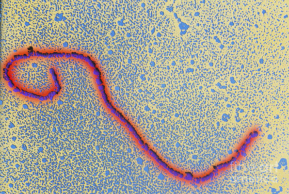 Wall Art - Photograph - Dna #3 by Science Source