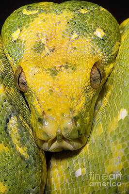 Wall Art - Photograph - Green Tree Python #3 by Dante Fenolio