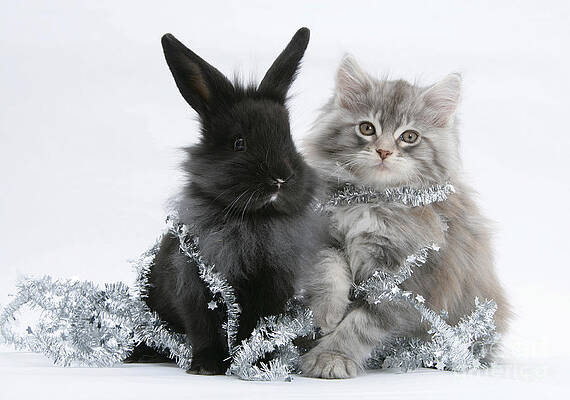 Wall Art - Photograph - Kitten And Rabbit Getting Into Tinsel #3 by Mark Taylor
