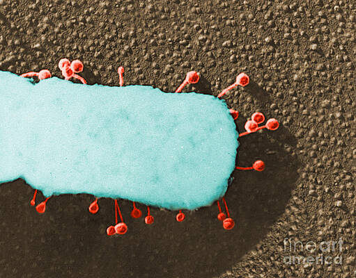 Wall Art - Photograph - Lambda Phage On E. Coli #3 by Science Source