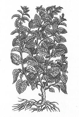 Wall Art - Photograph - Lemon Balm #3 by Science Source
