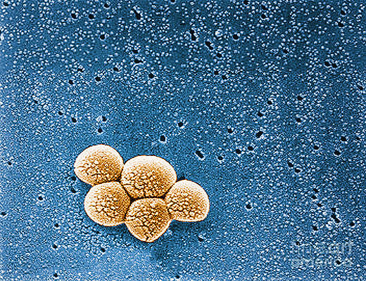 Wall Art - Photograph - Methicillin-resistant Staphylococcus #3 by Science Source