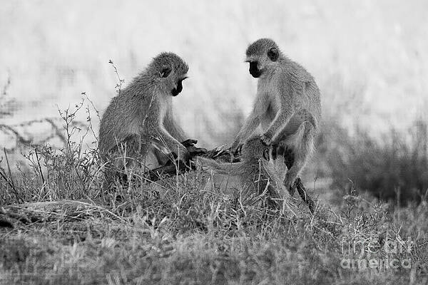 Wall Art - Photograph - 3 Monkeys Hey its not a wig by Darcy Michaelchuk