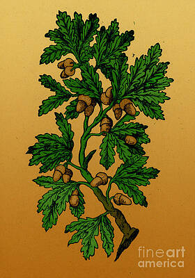 Wall Art - Photograph - Oak Tree, Mattiolis Discorsi, 1544 #3 by Science Source