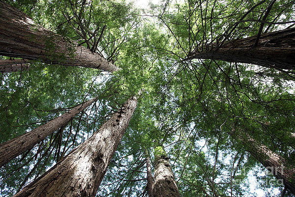 Wall Art - Photograph - Redwoods Sequoia Sempervirens #3 by Ted Kinsman