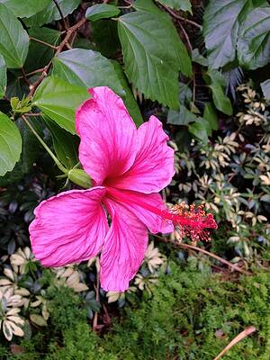 Wall Art - Photograph - Tropical #flower #florida #webstagram #3 by Irina Moskalev