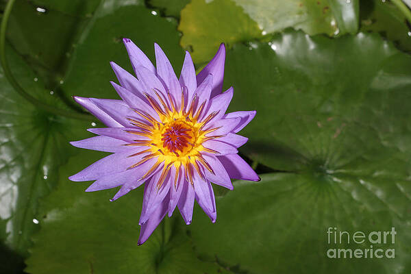 Wall Art - Photograph - Waterlily Opening Part Of A Series #3 by Ted Kinsman
