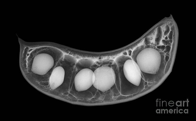 Wall Art - Photograph - X-ray Of A Kentucky Coffee Tree Seed Pod #3 by Ted Kinsman
