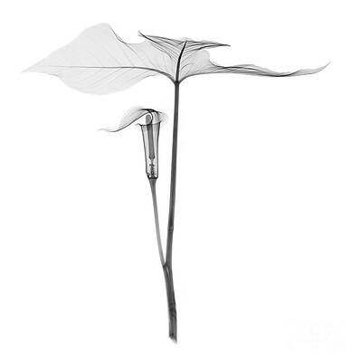 Wall Art - Photograph - X-ray Of Jack-in-the-pulpit #3 by Ted Kinsman