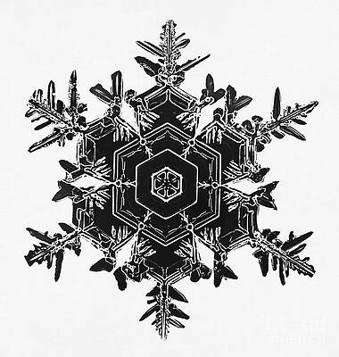 Wall Art - Photograph - Snowflake #33 by Science Source