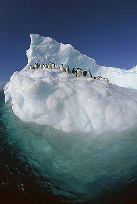 Wall Art - Photograph - Adelie Penguin Pygoscelis Adeliae Group #4 by Colin Monteath