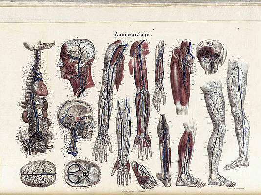 Wall Art - Photograph - Anatomie Methodique Illustrations #4 by Science Source