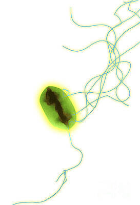 Wall Art -  - E. Coli #4 by Science Source