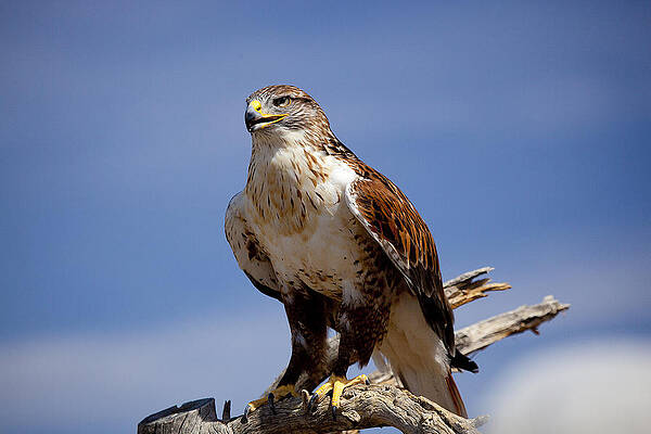 Ferriginous Hawk by Dan Nelson Ferriginous Hawk by Dan Nelson