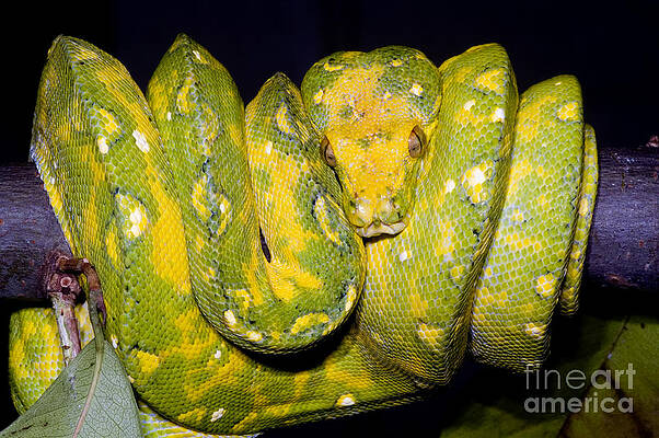 Wall Art - Photograph - Green Tree Python #4 by Dante Fenolio