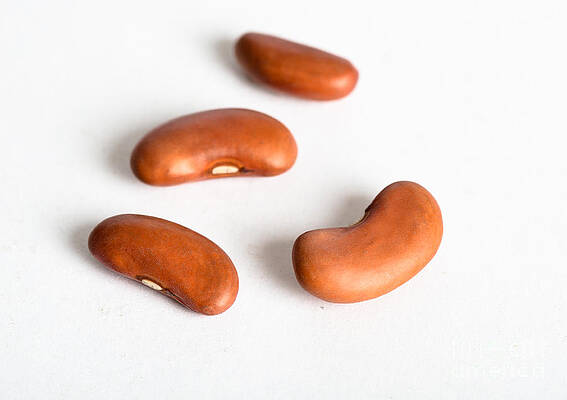Wall Art - Photograph - Kidney Bean #4 by Photo Researchers, Inc.