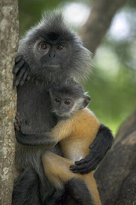 Wall Art - Photograph - Silvered Leaf Monkey Trachypithecus #4 by Cyril Ruoso