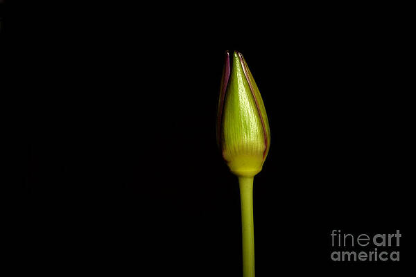 Wall Art - Photograph - Waterlily Opening Part Of A Series #4 by Ted Kinsman