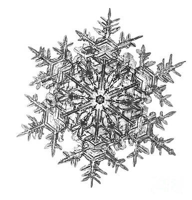 Wall Art - Photograph - Snowflake #43 by Science Source