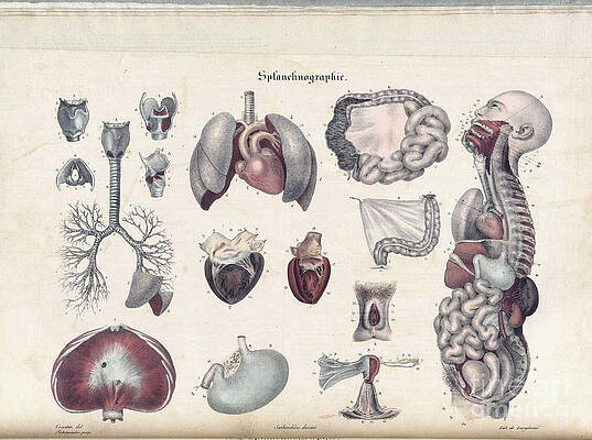 Wall Art - Photograph - Anatomie Methodique Illustrations #5 by Science Source