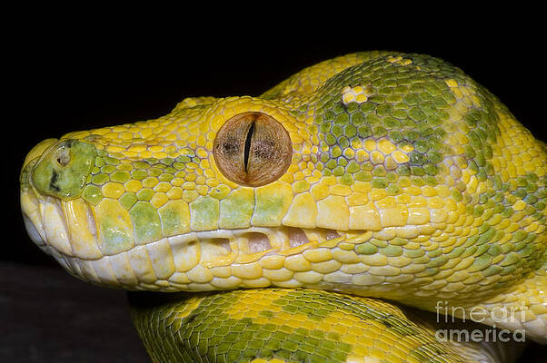 Wall Art - Photograph - Green Tree Python #5 by Dante Fenolio