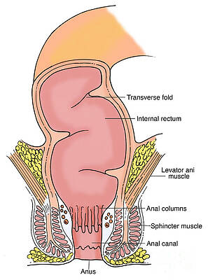 Wall Art - Photograph - Illustration Of Rectum #5 by Science Source