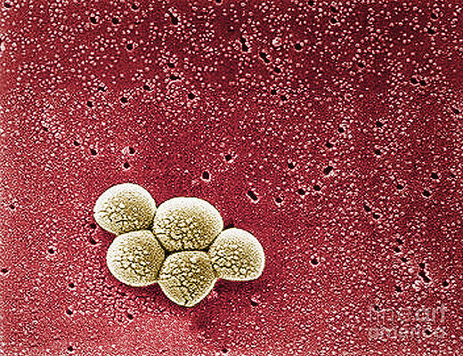 Wall Art - Photograph - Methicillin-resistant Staphylococcus #5 by Science Source