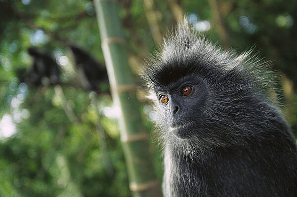Wall Art - Photograph - Silvered Leaf Monkey Trachypithecus #5 by Cyril Ruoso