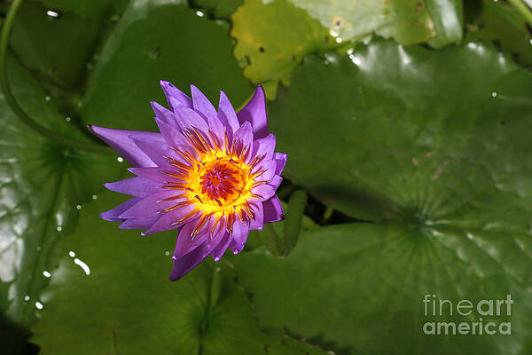 Wall Art - Photograph - Waterlily Opening Part Of A Series #5 by Ted Kinsman