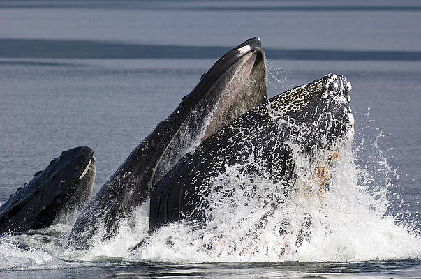 Wall Art - Photograph - Humpback Whale Feeding Alaska by Flip Nicklin