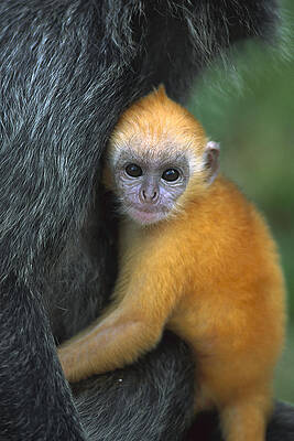 Wall Art - Photograph - Silvered Leaf Monkey Trachypithecus #6 by Cyril Ruoso