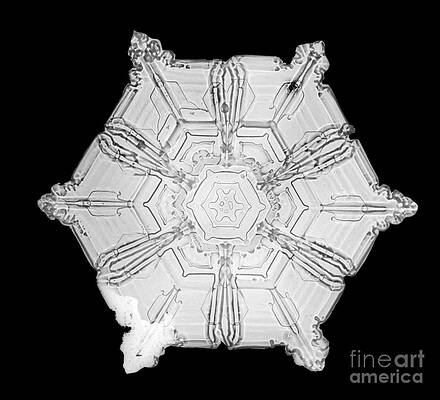 Wall Art - Photograph - Snowflake #6 by Science Source