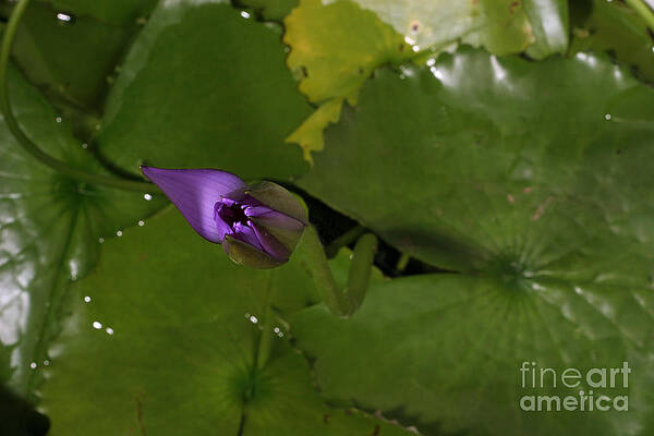 Wall Art - Photograph - Waterlily Opening Part Of A Series #6 by Ted Kinsman