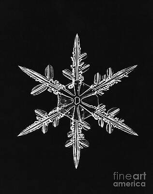 Wall Art - Photograph - Snowflake #61 by Science Source