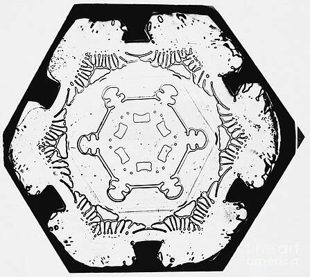 Wall Art - Photograph - Snowflake #65 by Science Source