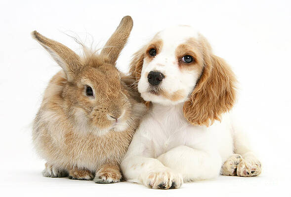 Wall Art - Photograph - Cocker Spaniel And Rabbit #7 by Mark Taylor