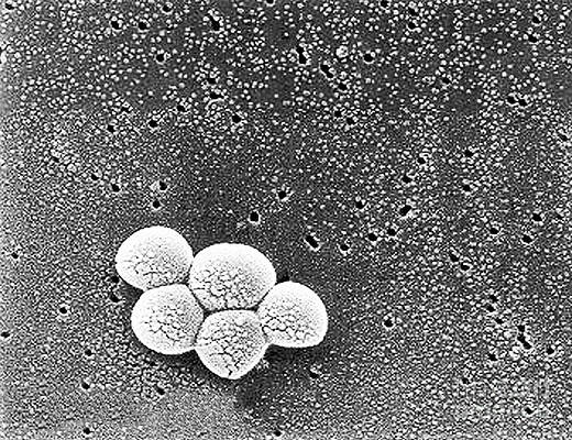 Wall Art - Photograph - Methicillin-resistant Staphylococcus #7 by Science Source