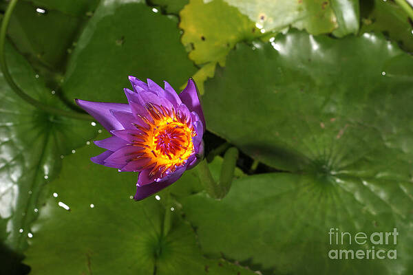 Wall Art - Photograph - Waterlily Opening Part Of A Series #7 by Ted Kinsman