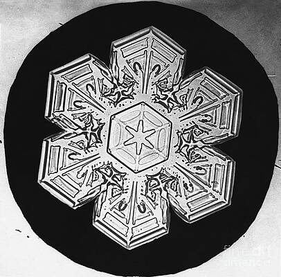 Wall Art - Photograph - Snowflake #70 by Science Source
