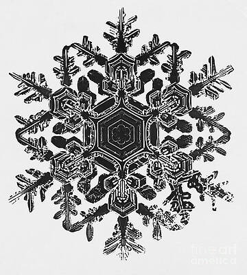 Wall Art - Photograph - Snowflake #71 by Science Source