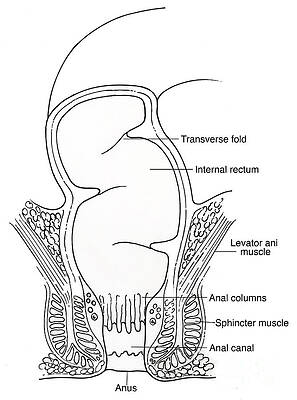 Wall Art - Photograph - Illustration Of Rectum #8 by Science Source