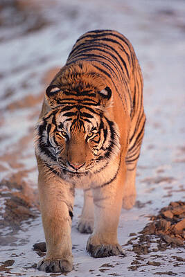 Wall Art - Photograph - Siberian Tiger Panthera Tigris Altaica #8 by Konrad Wothe